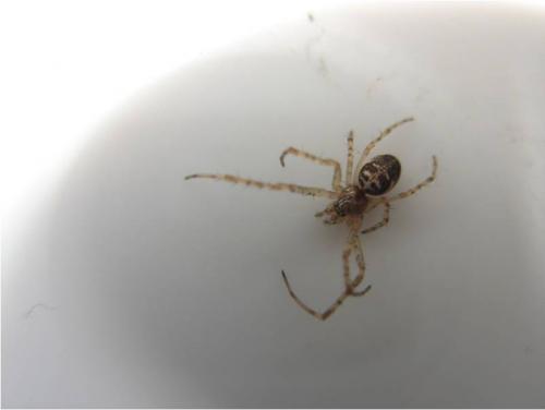 Metellina sp.