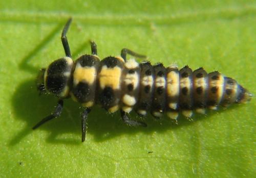 Propylea quatuordecimpunctata