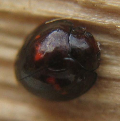 Chilocorus bipustulatus