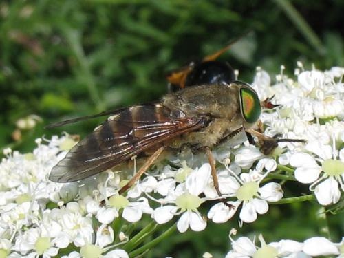 Réf. 14 396 : Tabanus sp.