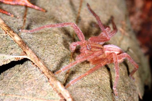 Micrommata virescens