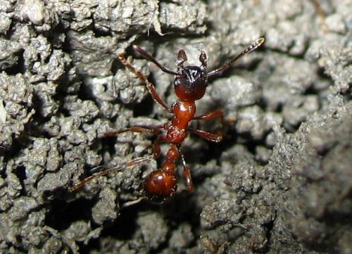 Manica rubida