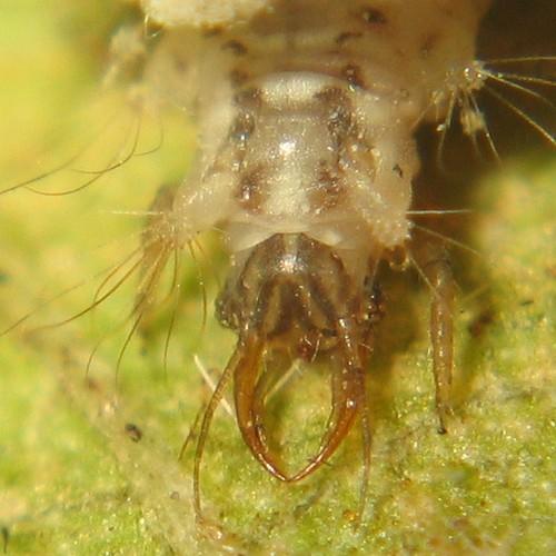 Apertochrysa prasina