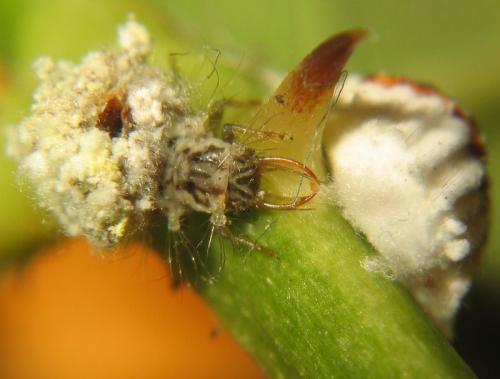 Pseudomallada sp.