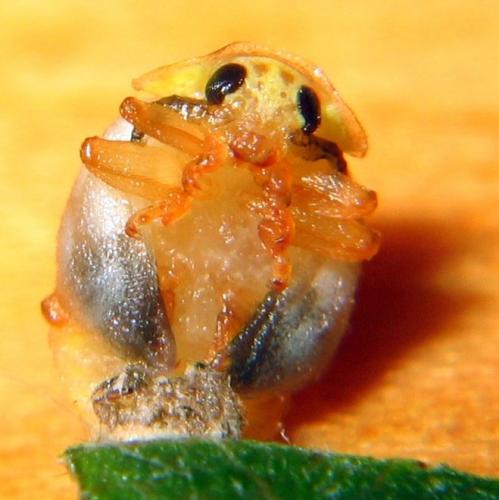 Vibidia duodecimguttata