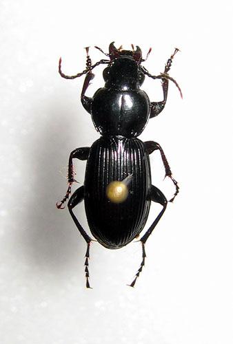 Pterostichus madidus