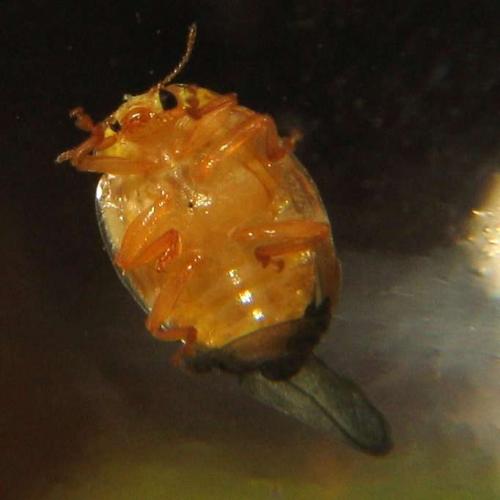 Vibidia duodecimguttata