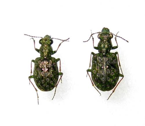 Réf. 14 416 : Elaphrus riparius