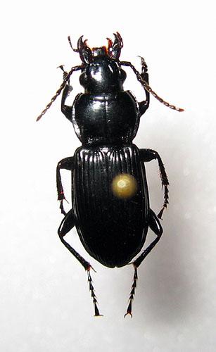 Réf. 14 417 : Pterostichus melanarius
