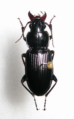 Réf. 14 872 : Pterostichus melanarius