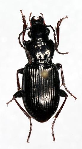 Réf. 14 956 : Pterostichus oblongopunctatus
