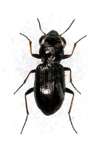 Notiophilus sp.