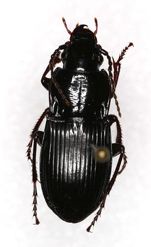 Réf. 14 970 : Abax parallelus
