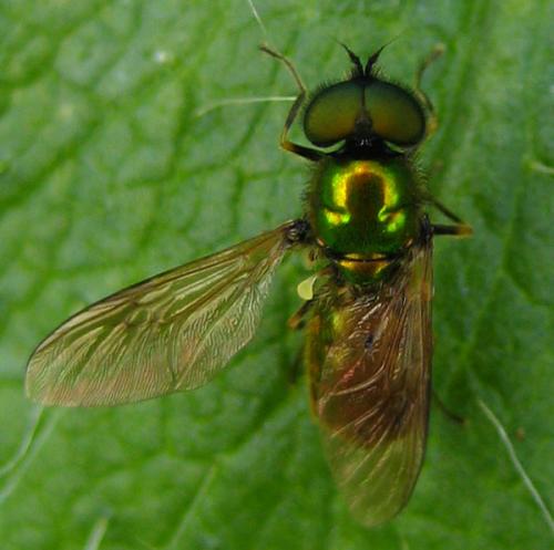 Réf. 14 323 : Chloromyia formosa
