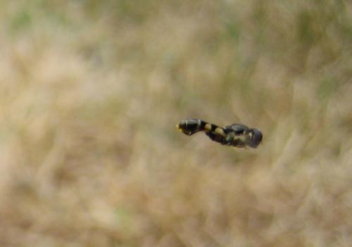 Syritta pipiens
