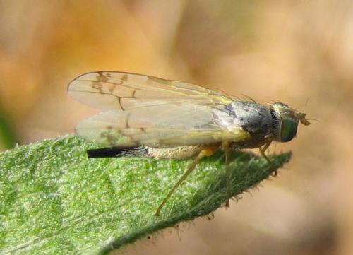Réf. 14 135 : Acanthiophilus helianthi