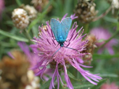 Jordanita sp.