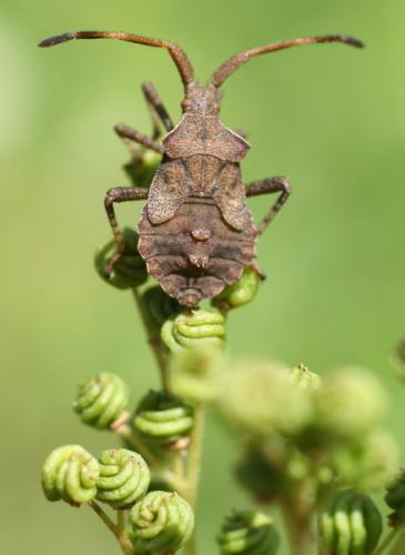 Coreus marginatus