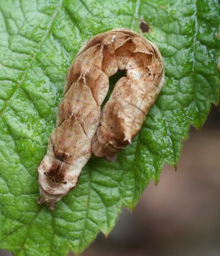 Thyatira batis