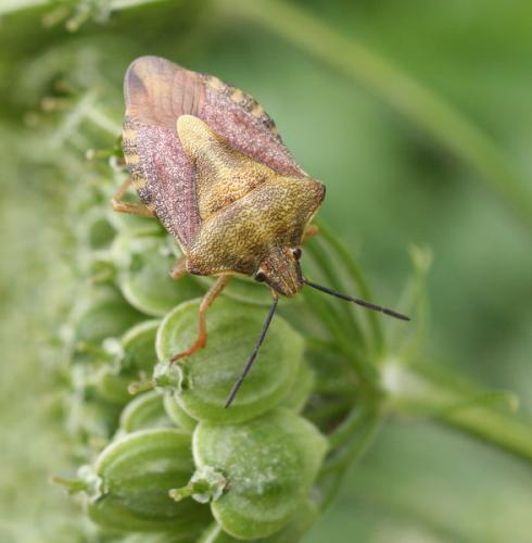 Carpocoris purpureipennis