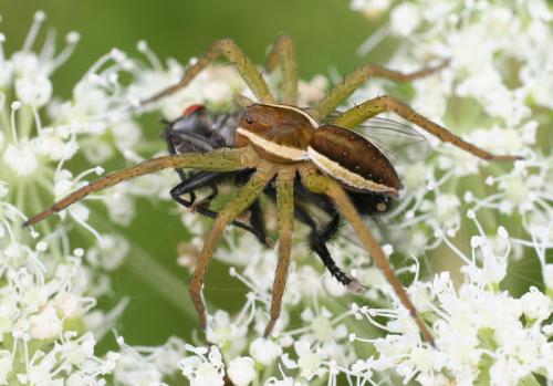 Dolomedes sp.