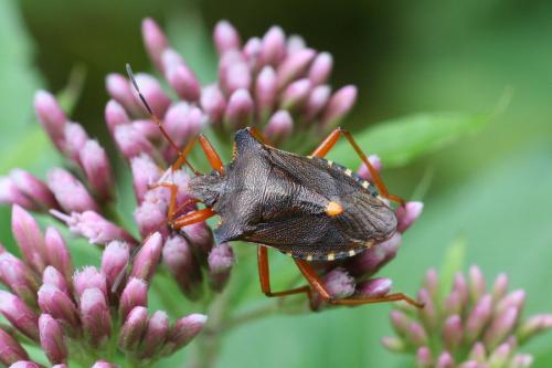 Réf. 14 498 : Pentatoma rufipes