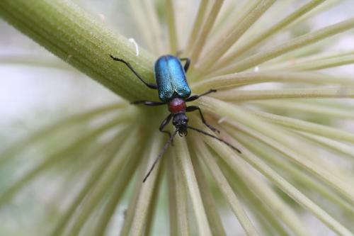 Gaurotes virginea