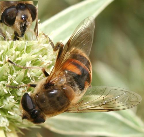 Eristalis tenax