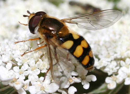 Réf. 14 155 : Eupeodes latifasciatus
