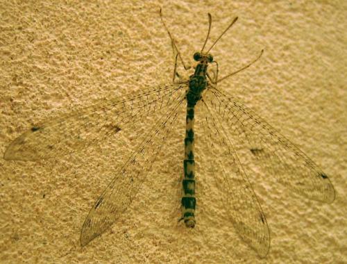 Réf. 14 143 : Gymnocnemia variegata