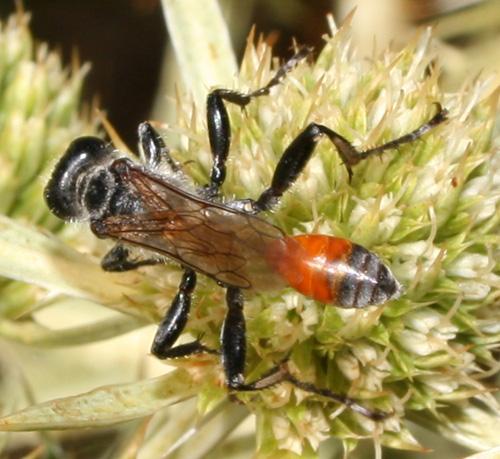 Prionyx lividocinctus