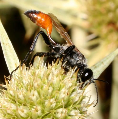 Prionyx lividocinctus