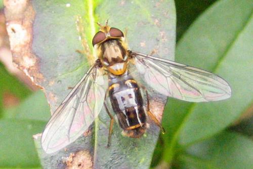 Episyrphus balteatus