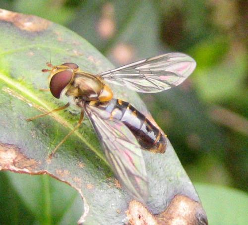 Episyrphus balteatus