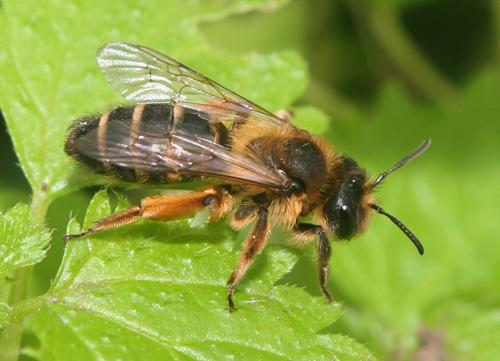 Réf. 14 902 : Andrena sp.