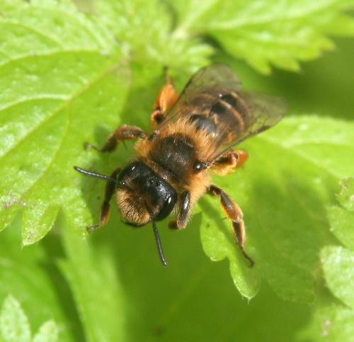 Andrena sp.