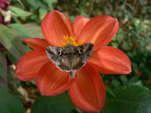 Autographa gamma