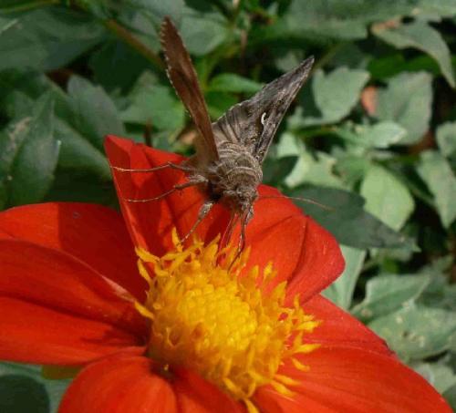 Autographa gamma