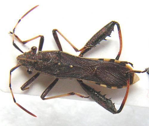 Camptopus lateralis