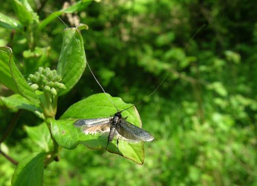Adela reaumurella