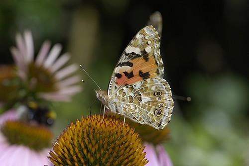 Réf. 14 790 : Vanessa cardui