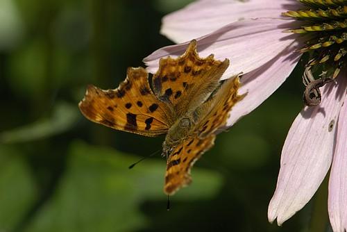 photo de papillon