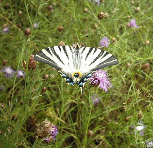 Iphiclides podalirius
