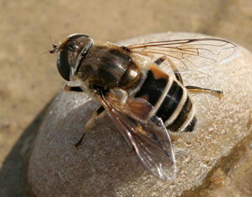 Réf. 14 170 : Eristalis arbustorum