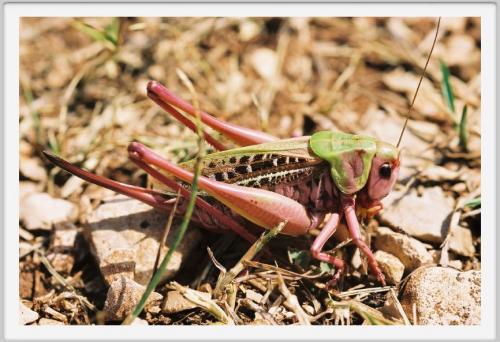 Réf. 14 172 : Decticus verrucivorus verrucivorus