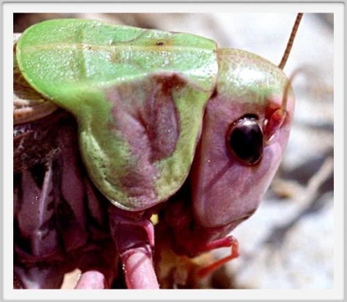 Decticus verrucivorus verrucivorus