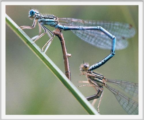 Platycnemis pennipes