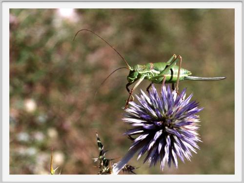 Ephippiger diurnus diurnus