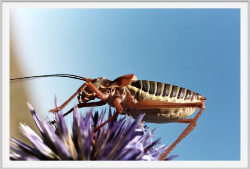 Ephippiger diurnus diurnus