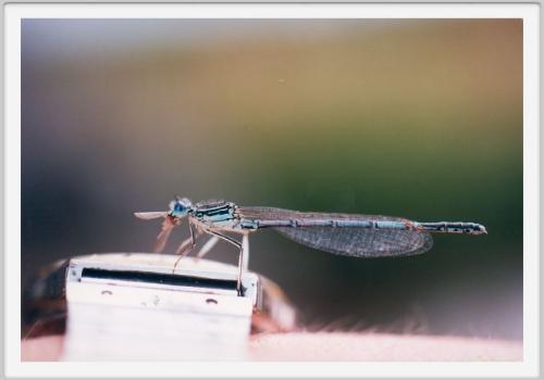 Platycnemis pennipes